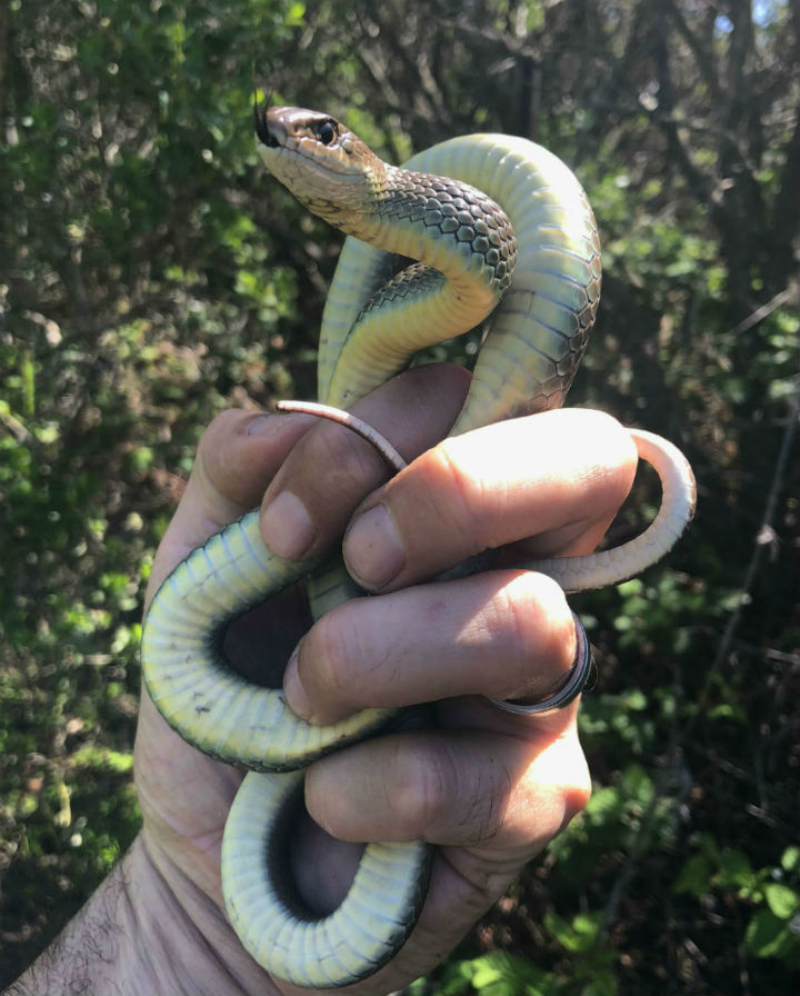 Yellowbelly Racer